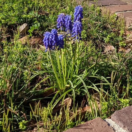 Muscari neglectum