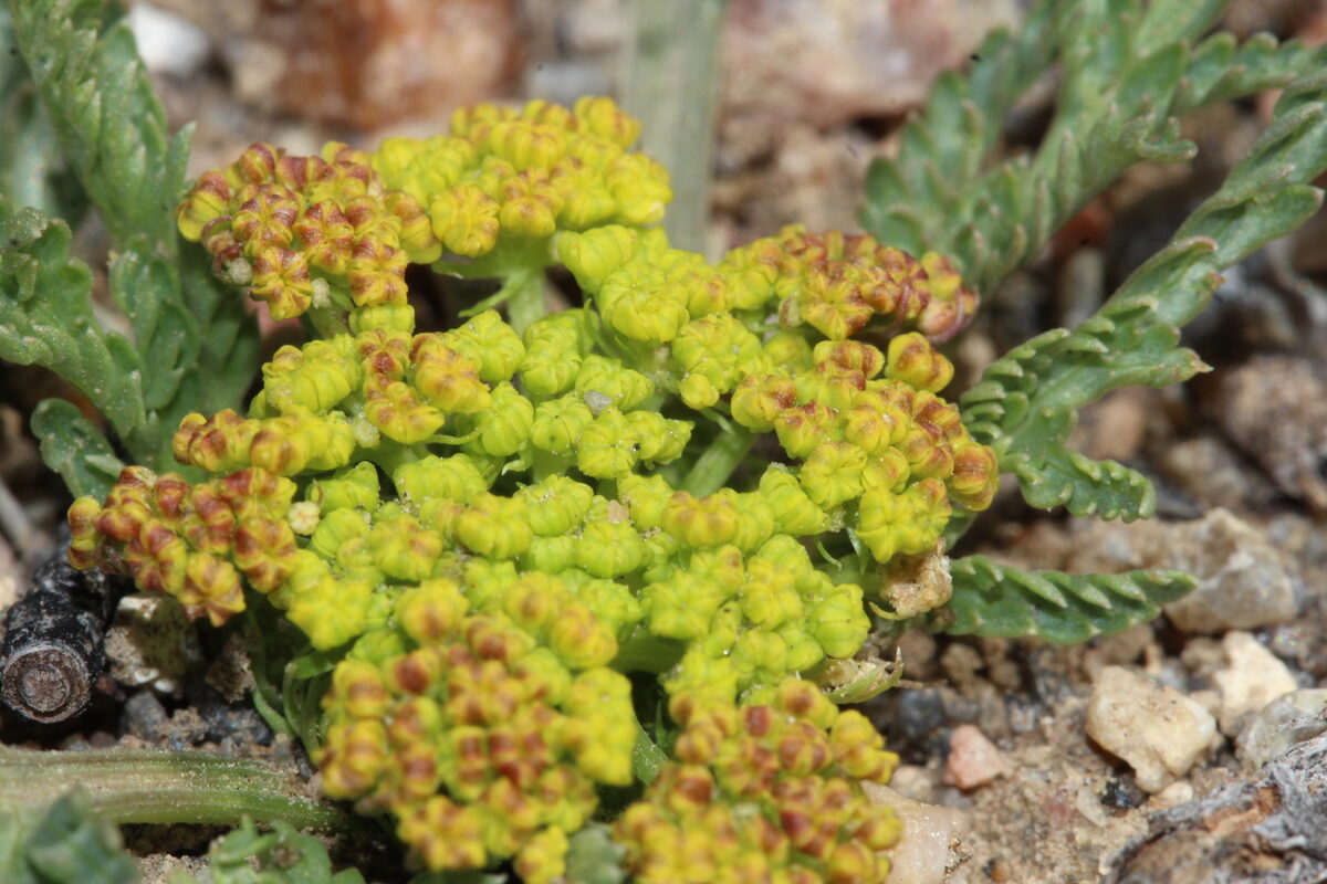 Musineon divaricatum - (Pursh.)Nutt. (Wild Parsley) — photo