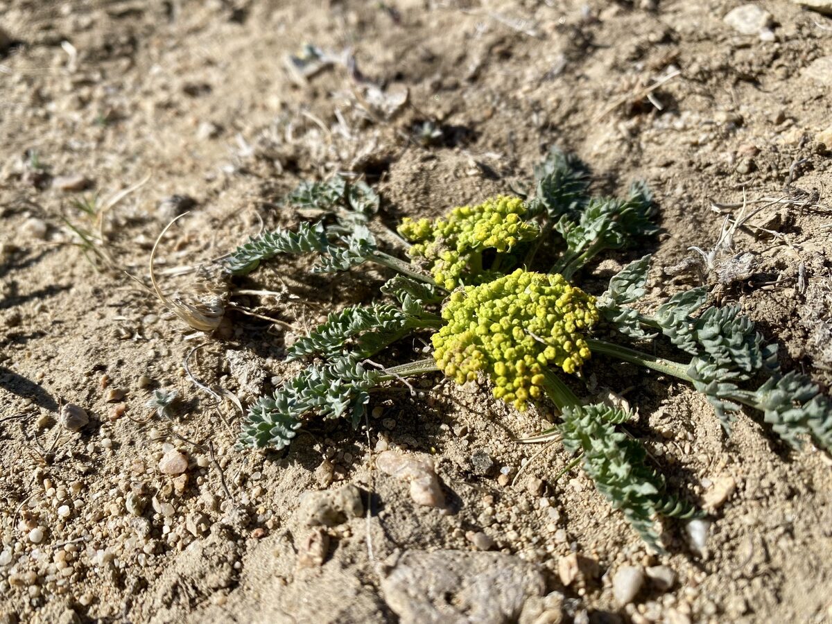 Musineon divaricatum - (Pursh.)Nutt.