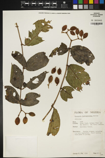 Mussaenda landolphioides — photo