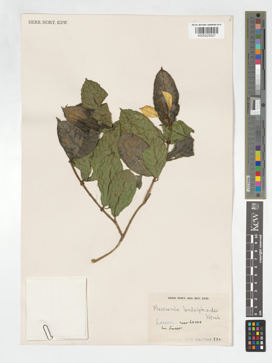 Mussaenda landolphioides — photo