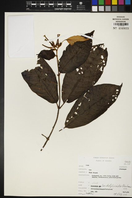 Mussaenda landolphioides