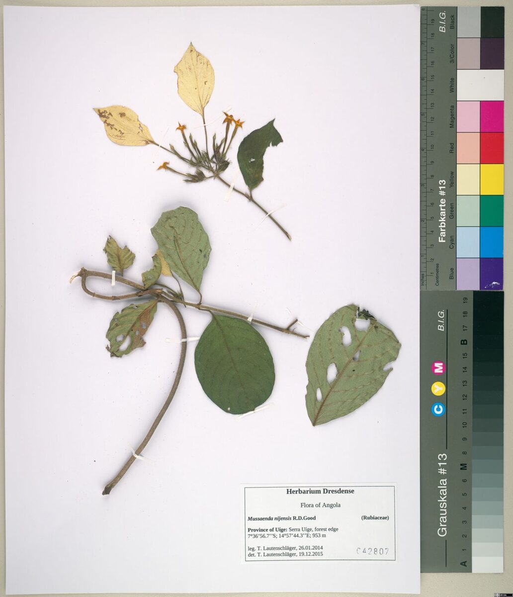 Mussaenda nijensis — photo