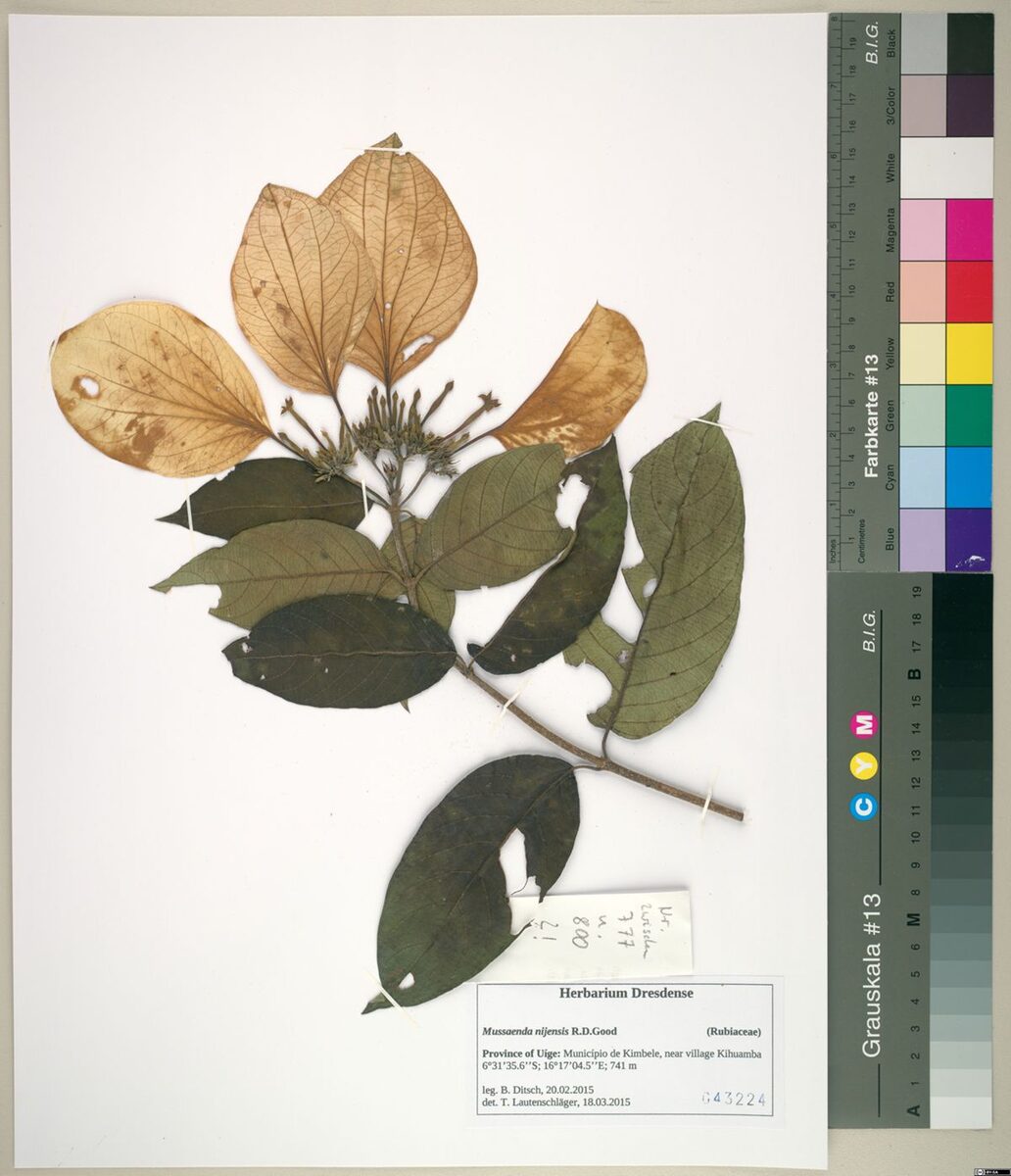 Mussaenda nijensis