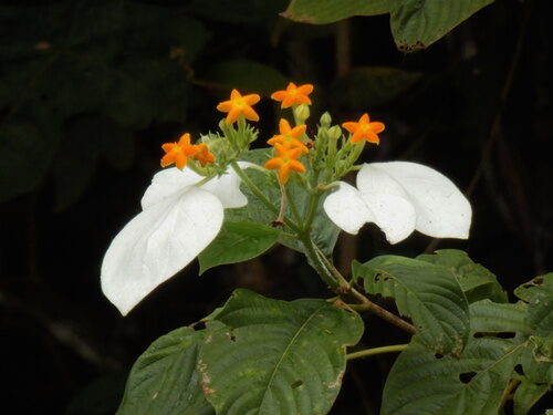 Mussaenda philippica (Bangkok rose) — photo