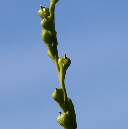 Myagrum perfoliatum (Muskweed) — photo