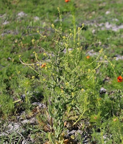 Myagrum perfoliatum (Muskweed) — photo