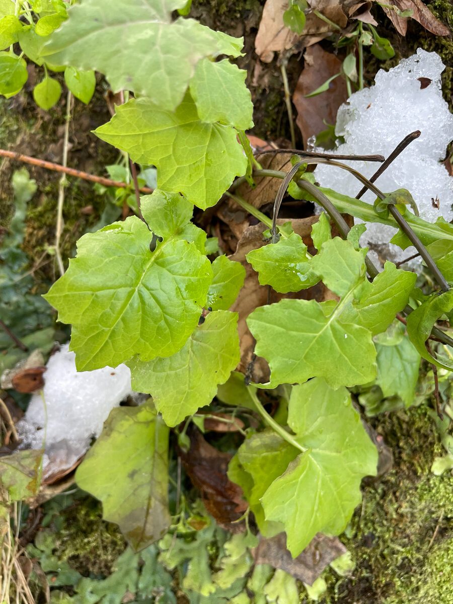 Mycelis muralis - (L.)Dumort. (Wall Lettuce) — photo