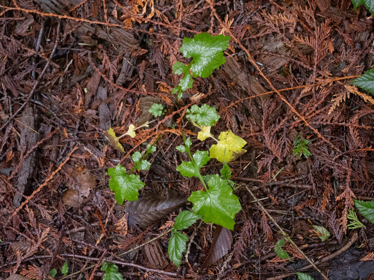 Mycelis muralis - (L.)Dumort. (Wall Lettuce) — photo