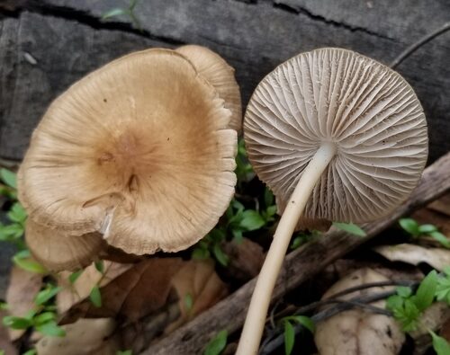 Mycena galericulata — photo