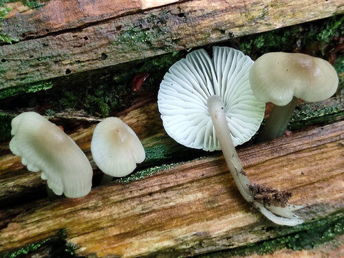 Mycena galericulata — photo