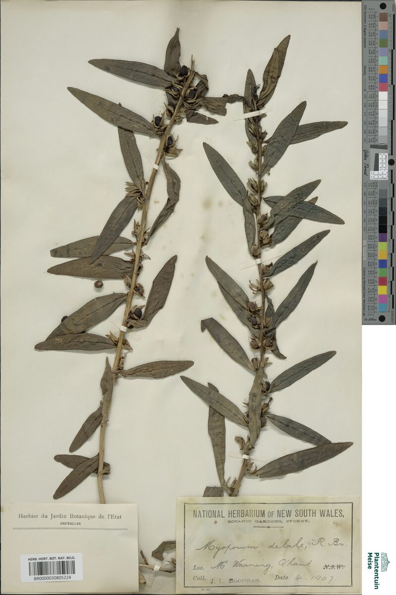 Myoporum debile - (Andrews.)R.Br. (Winter Apple) — photo