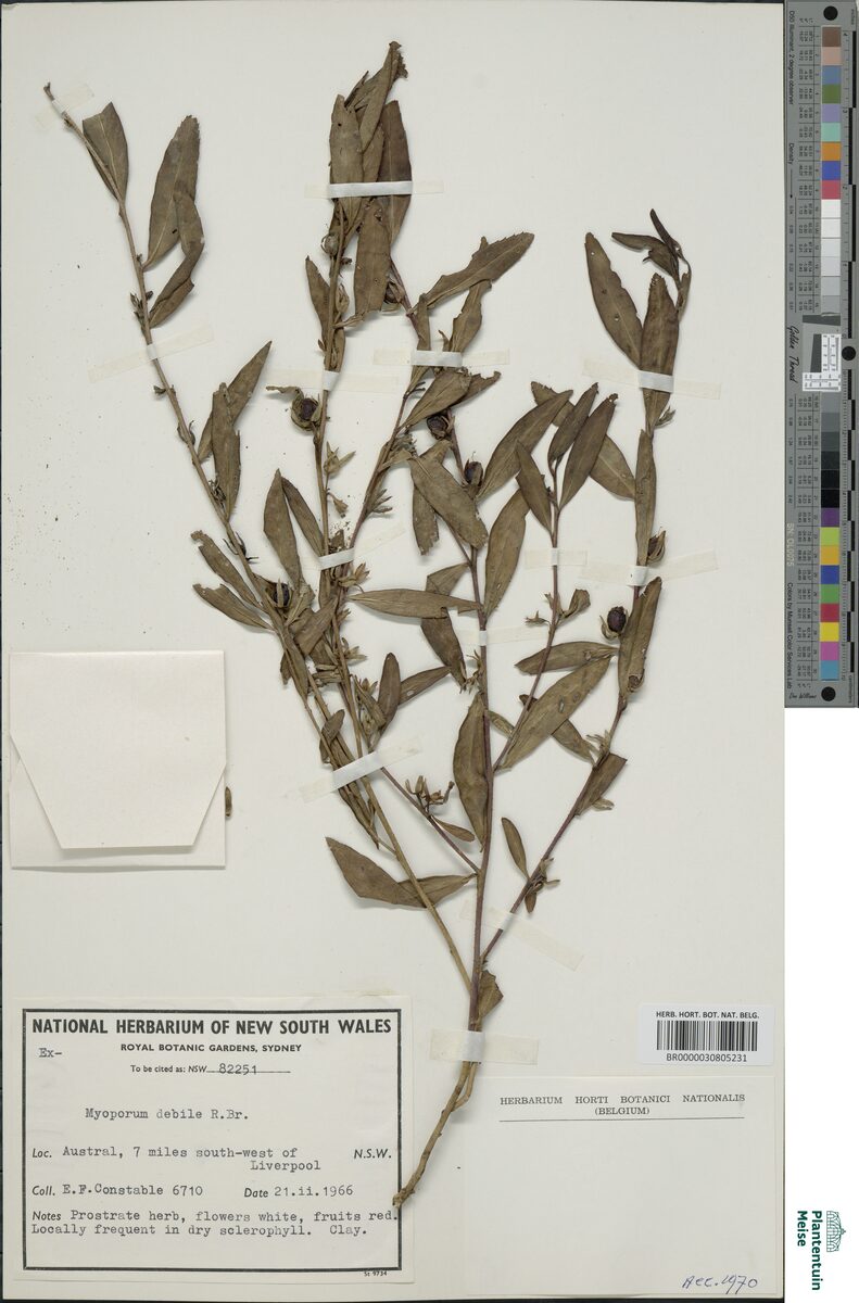 Myoporum debile - (Andrews.)R.Br.