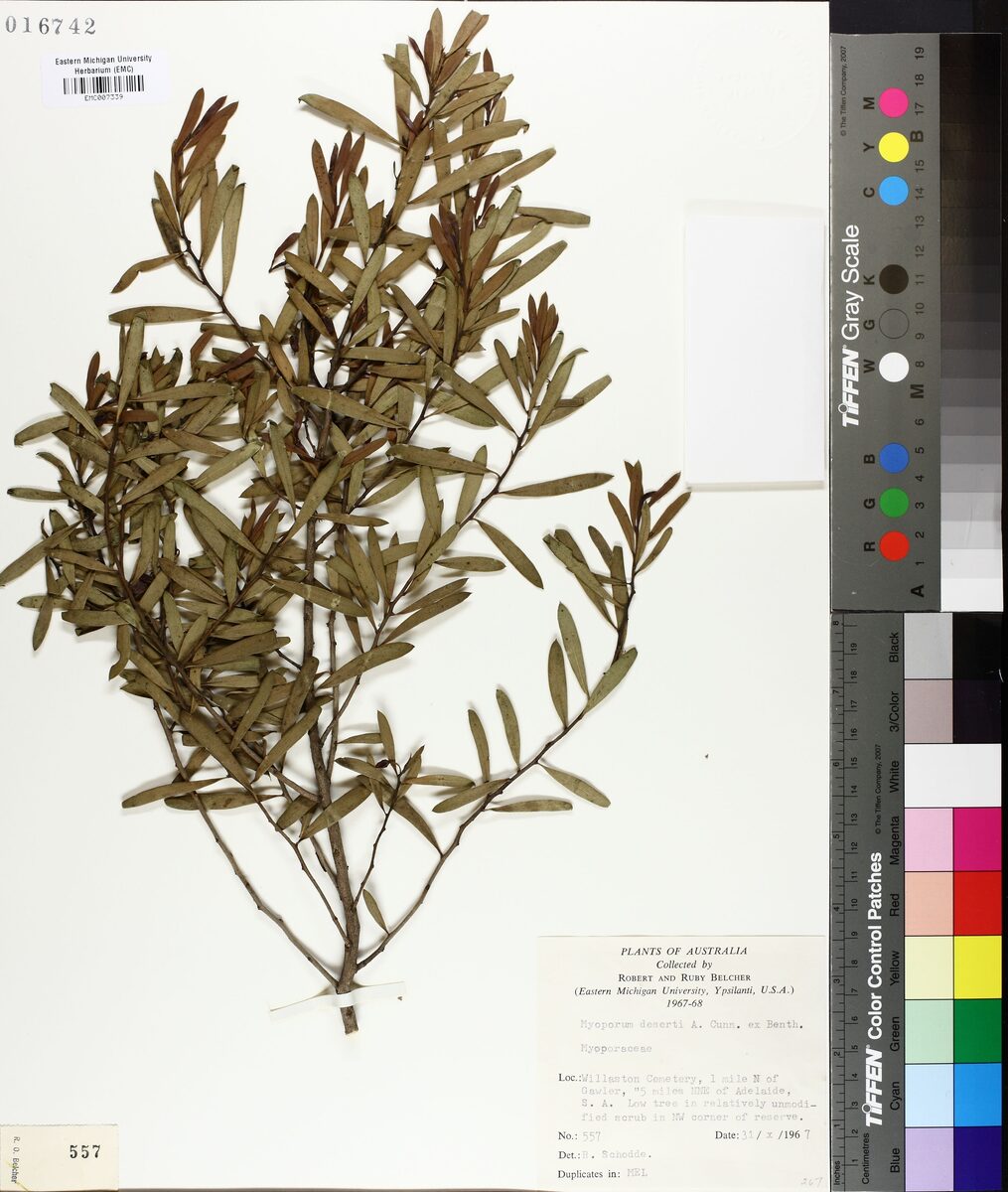 Myoporum deserti (Turkey Bush) — photo