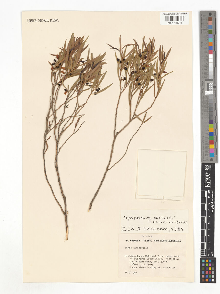 Myoporum deserti