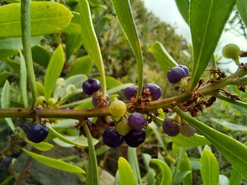 Myoporum insulare (Boobyalla) — photo
