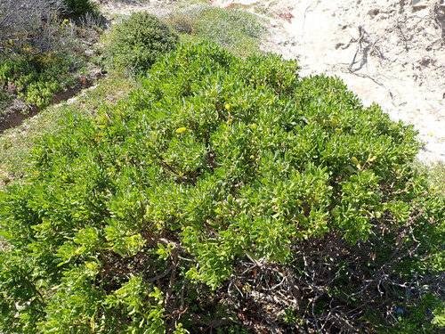 Myoporum insulare (Boobyalla) — photo