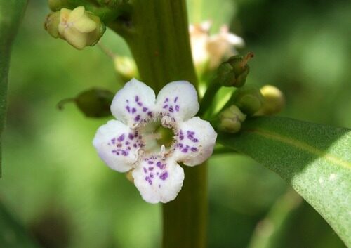 Myoporum insulare