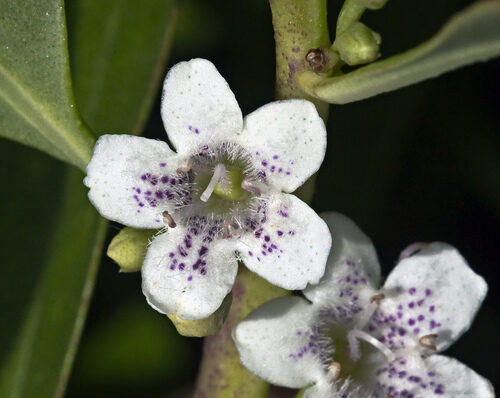 Myoporum laetum (Ngaio) — photo