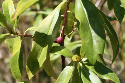 Myoporum laetum (Ngaio) — photo