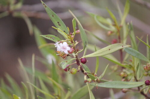Myoporum montanum (Water Bush) — photo