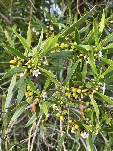 Myoporum montanum (Water Bush) — photo