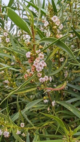Myoporum montanum