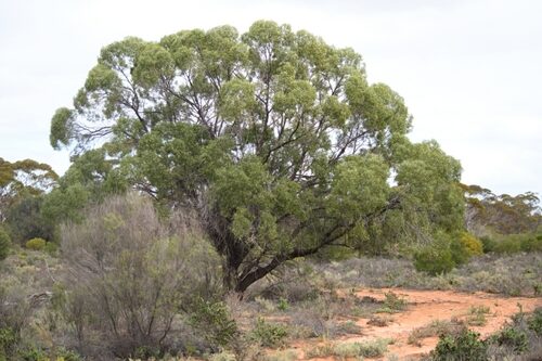 Myoporum platycarpum (Sugarwood) — photo