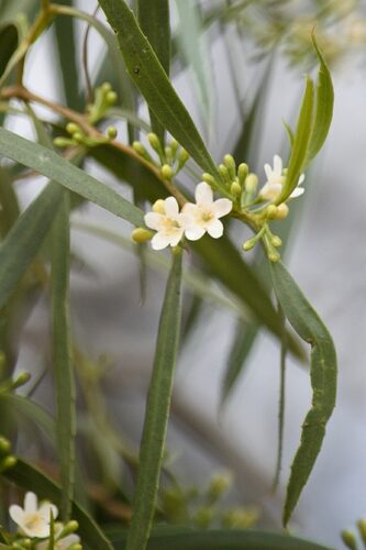 Myoporum platycarpum