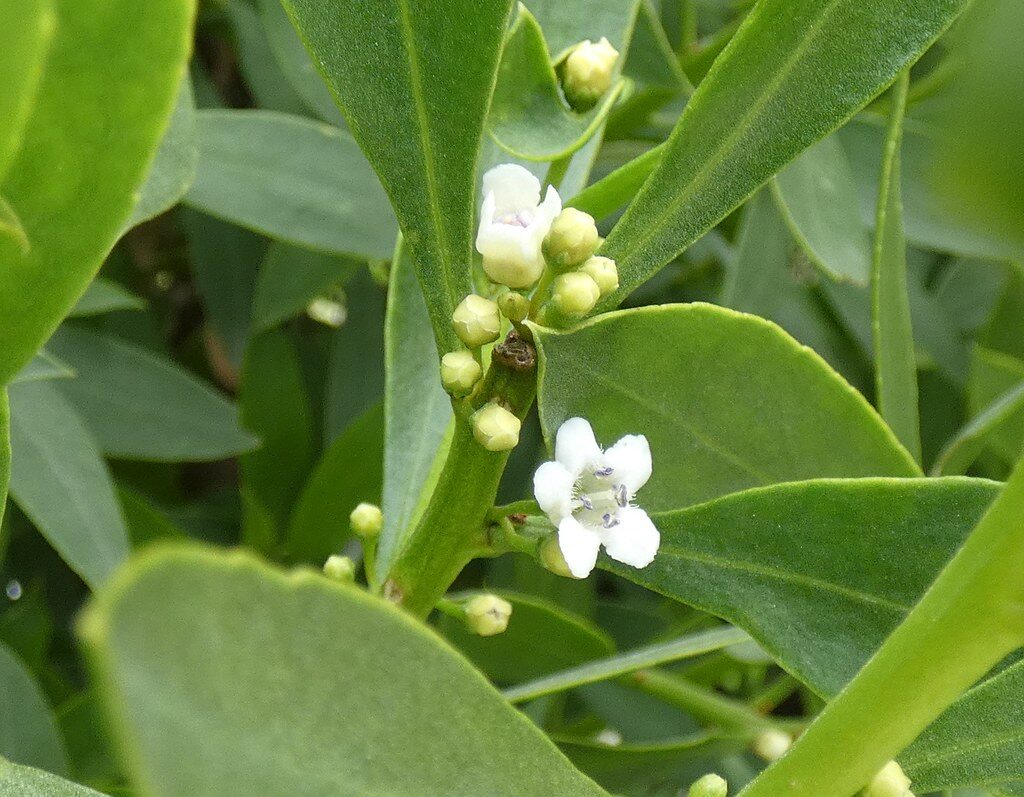Myoporum tetrandrum - (Labill.)Domin. (Boobialla) — photo