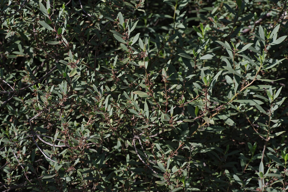 Myoporum tetrandrum - (Labill.)Domin. (Boobialla) — photo