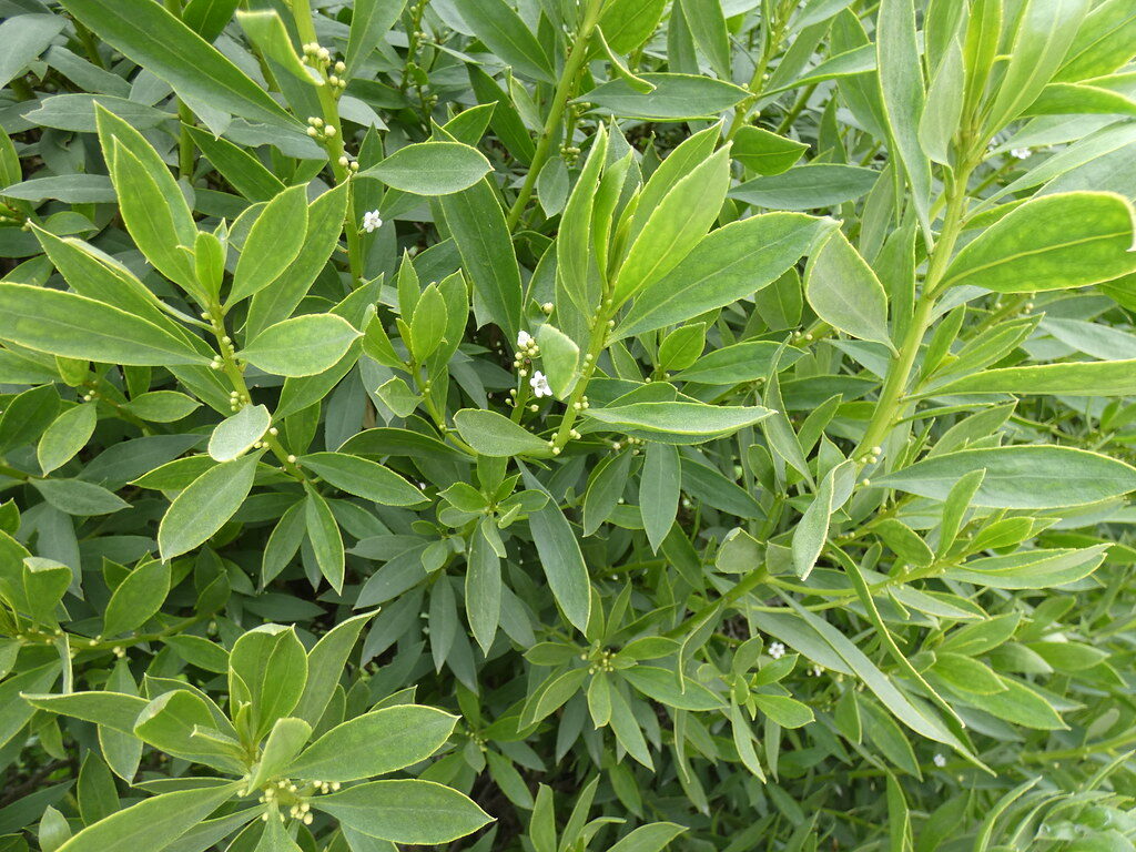 Myoporum tetrandrum - (Labill.)Domin.