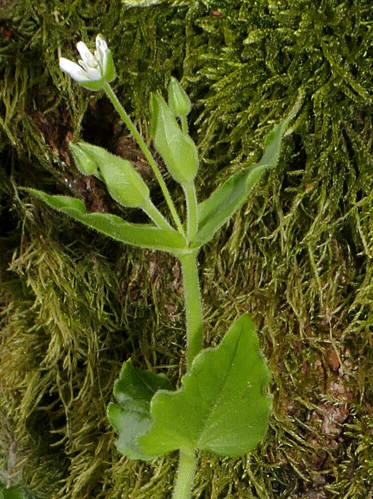 Myosoton aquaticum - (L.)Moench. (Water Chickweed) — photo