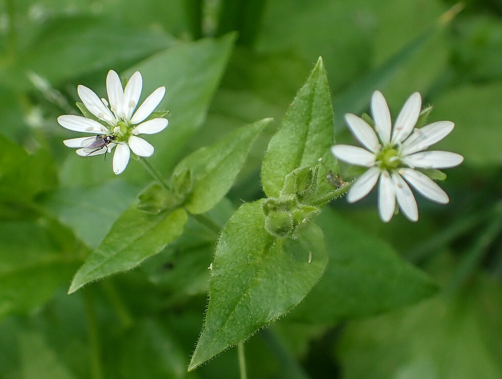 Myosoton aquaticum - (L.)Moench. (Water Chickweed) — photo