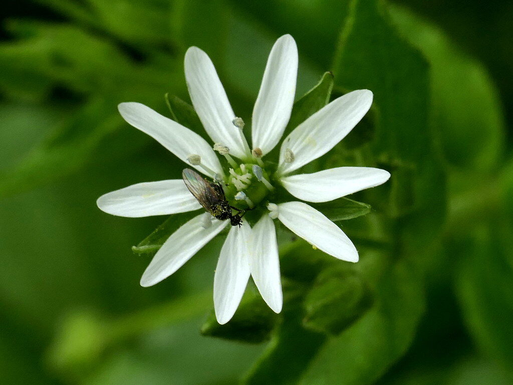 Myosoton aquaticum - (L.)Moench.