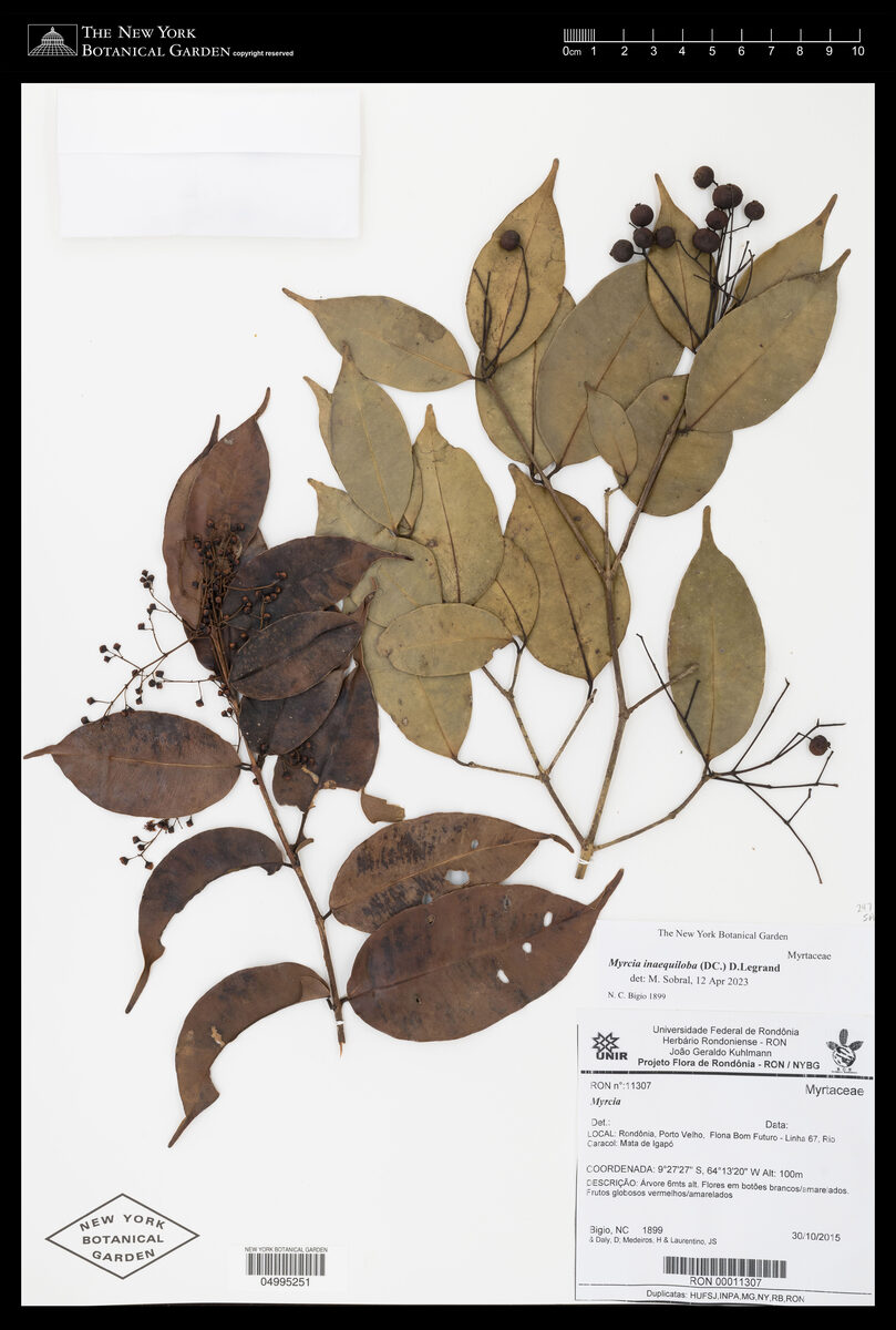 Myrcia inaequiloba