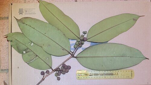 Myrcia neospeciosa (Showy lidflower) — photo