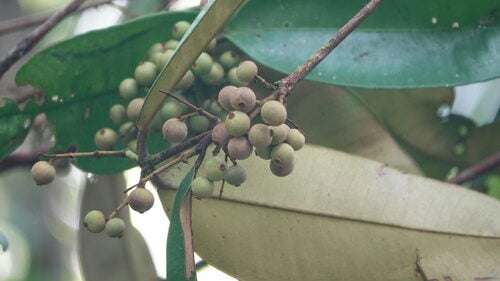 Myrcia neospeciosa