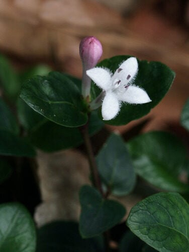 Myrcianthes fragrans (Twinberry) — photo