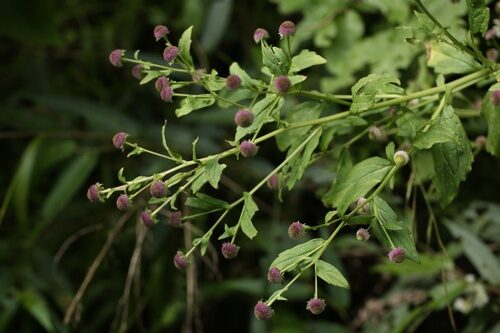 Myriactis nepalensis — photo