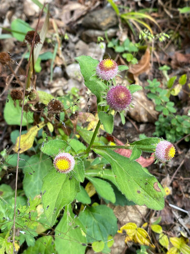 Myriactis nepalensis