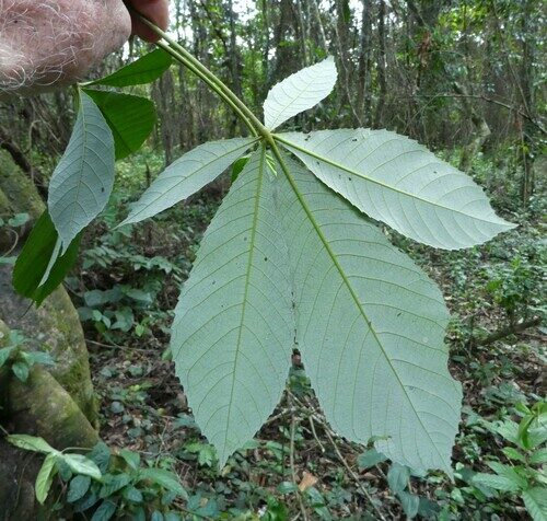 Myrianthus arboreus (Giant yellow mulberry) — photo
