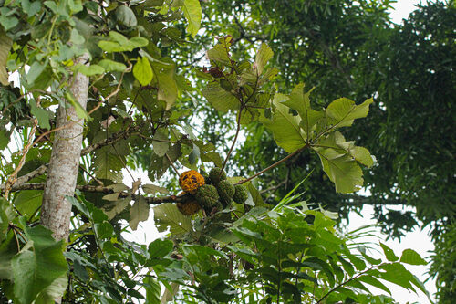 Myrianthus arboreus (Giant yellow mulberry) — photo