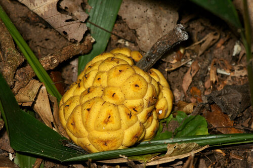 Myrianthus arboreus