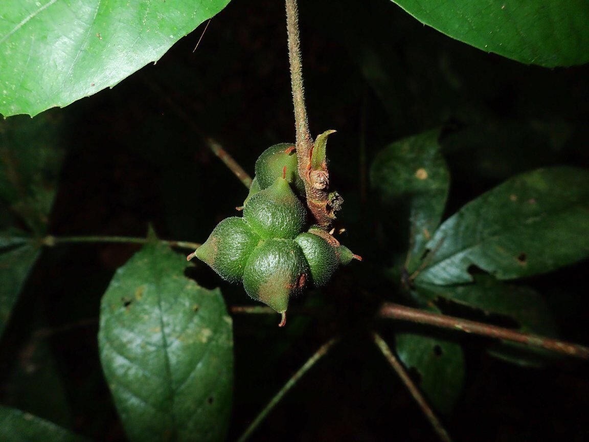 Myrianthus cuneifolius — photo