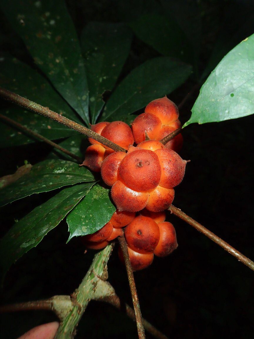 Myrianthus cuneifolius — photo