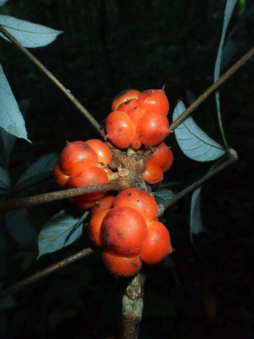 Myrianthus cuneifolius