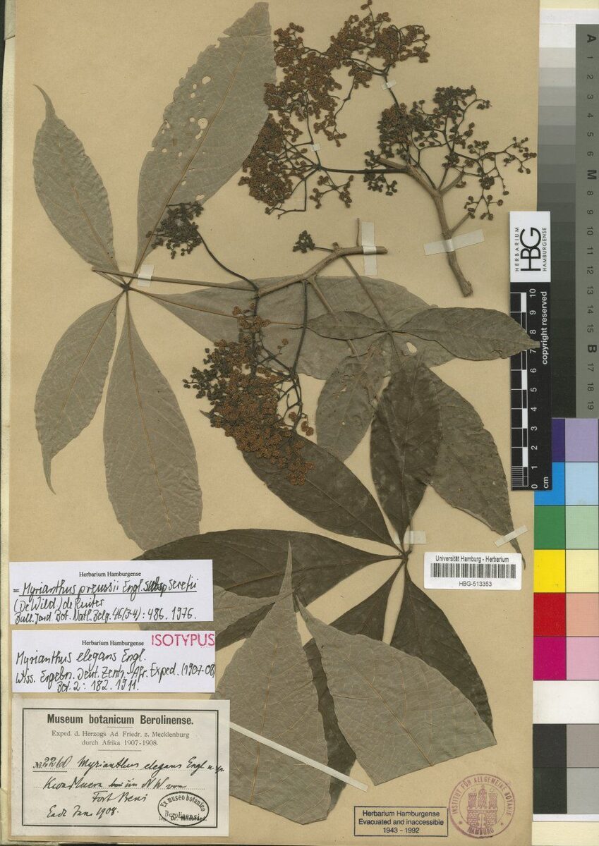 Myrianthus preussii subsp. seretii
