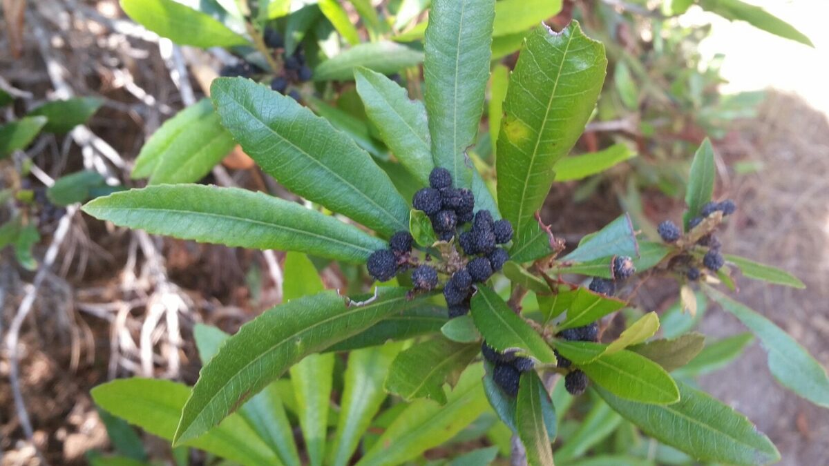 Myrica californica