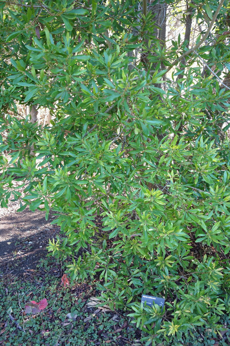 Myrica californica (Californian Bayberry) — photo
